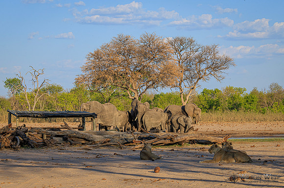 Lion, Elephant