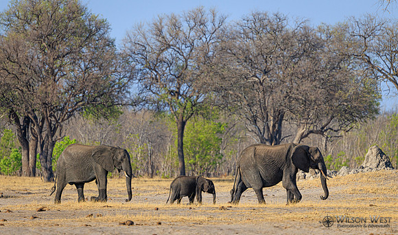 Elephant