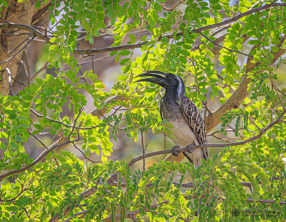 Gray Hornbill