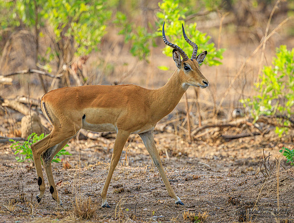 Impala