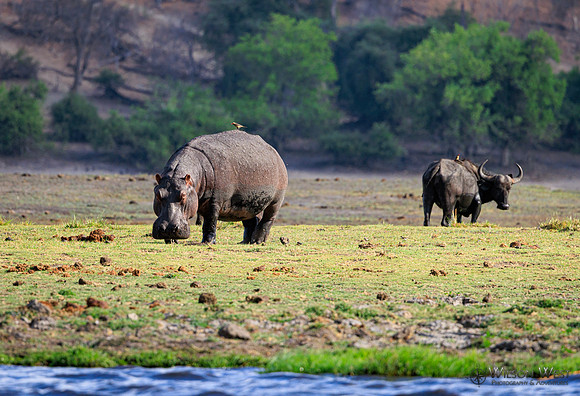 Hippopotamus