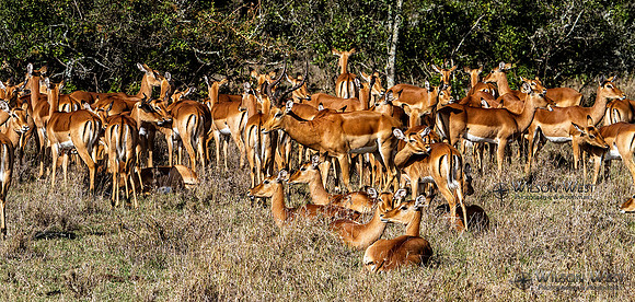 Impala