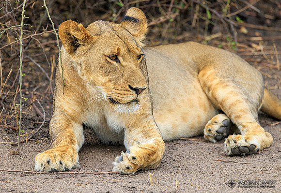 Lion