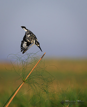 Pied Kingfisher