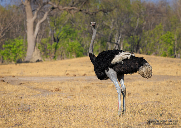 Ostrich