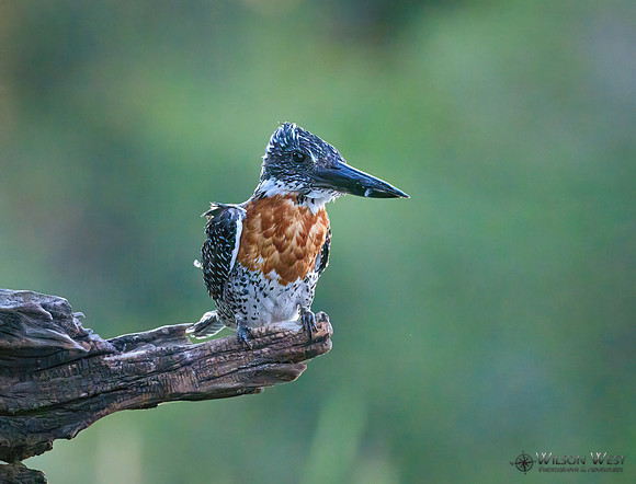 Giant Kingfisher