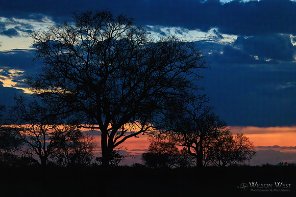 Sunset, Elephants