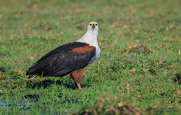 African Fish Eagle