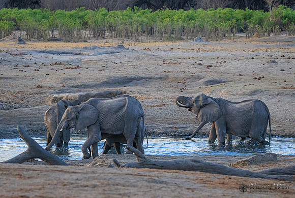 Elephant