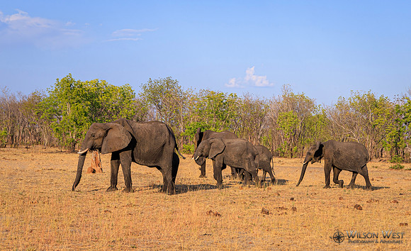 Elephant