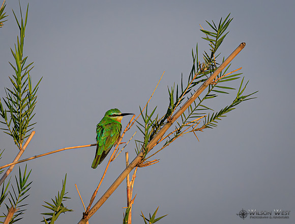Blue-cheeked Bee-eater