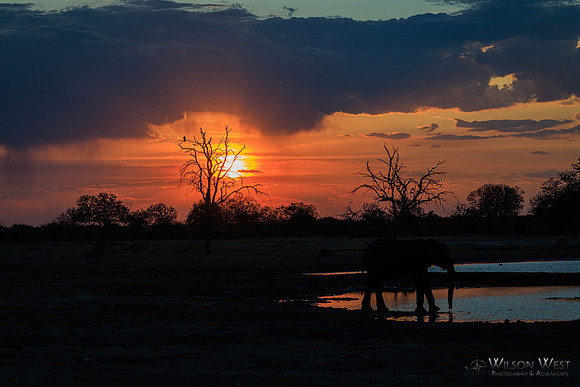 Sunset, Elephants
