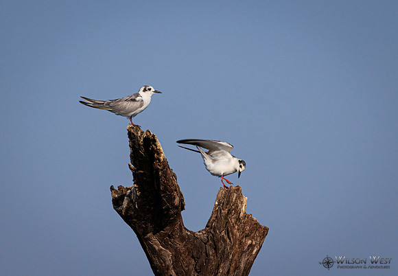 Whiskered Tern