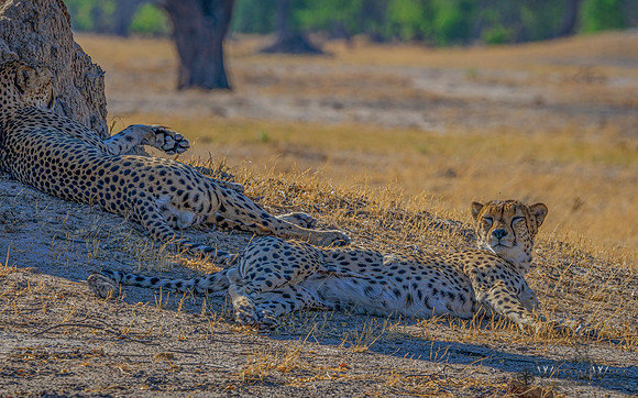 Cheetah