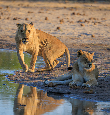Lion