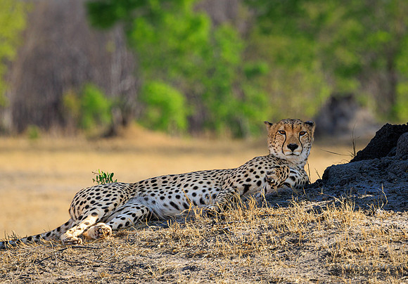 Cheetah