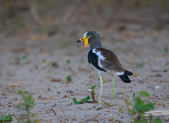 White-crowned Lapwing