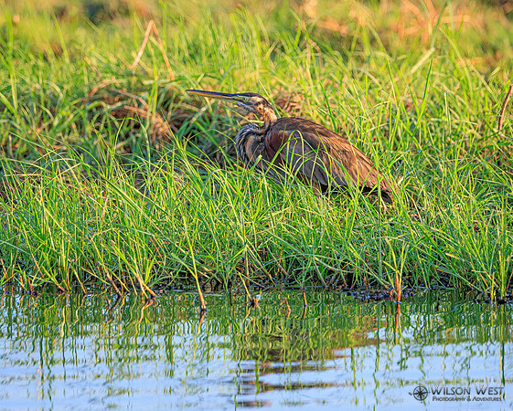 Purple Heron