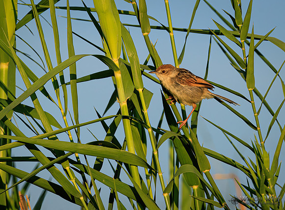Rattling Cisticola