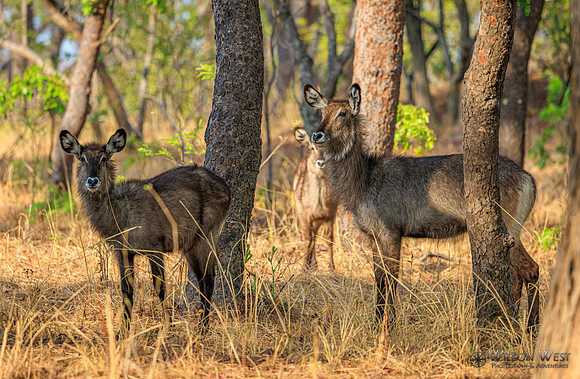 Defassa Waterbuck