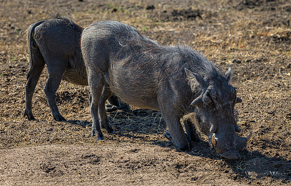 Warthog