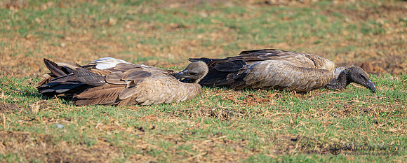 White-backed Vulture