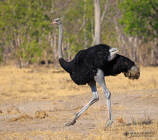Ostrich