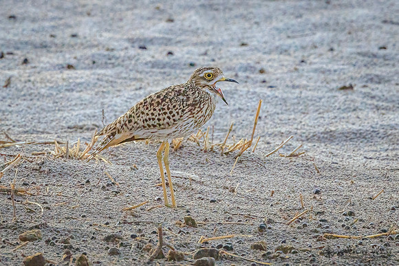 Thick-knee