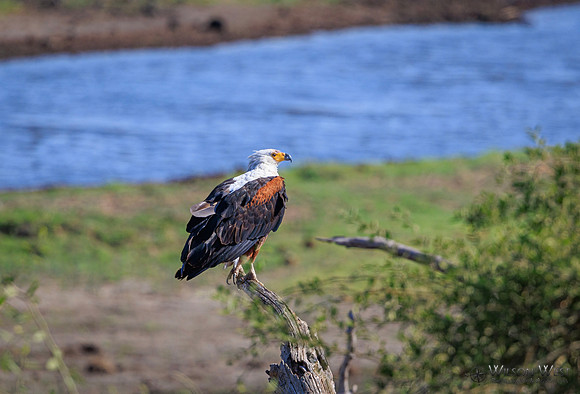 African Fish Eagle