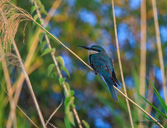 Blue-cheeked Bee-eater