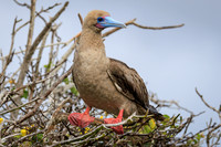 Galapagos