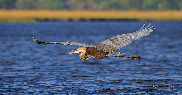 Purple Heron