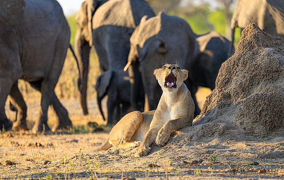 Lion, Elephant