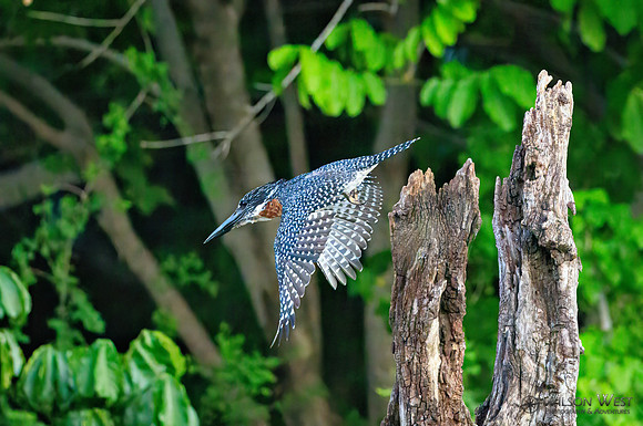 Giant Kingfisher