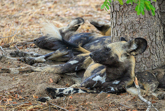 African Wild Dog