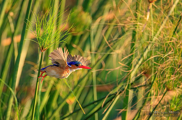 Malachite Kingfisher
