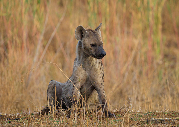 Spotted Hyena