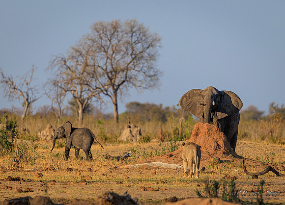 Lion, Elephant