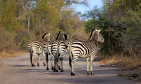 Burchell's Zebra