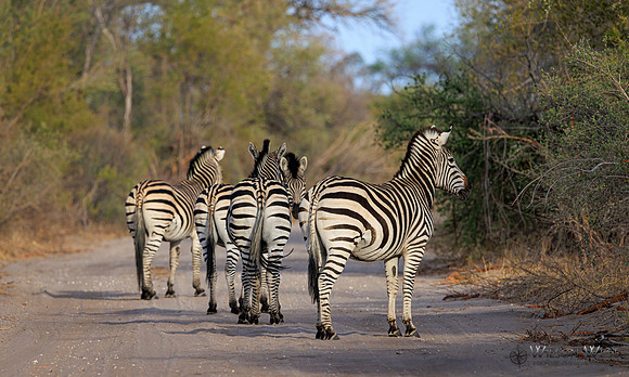Burchell's Zebra