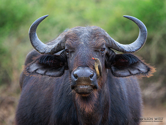Cape Buffalo, Red-billed Oxpecker