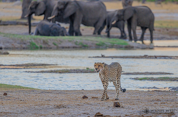 Cheetah