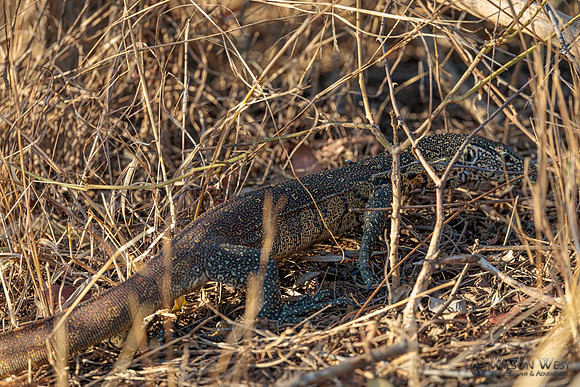 Water Monitor