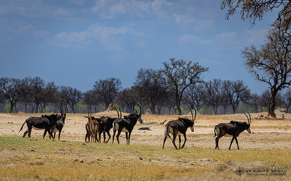 Sable Antelope