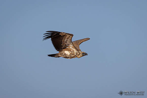 White-backed Vulture