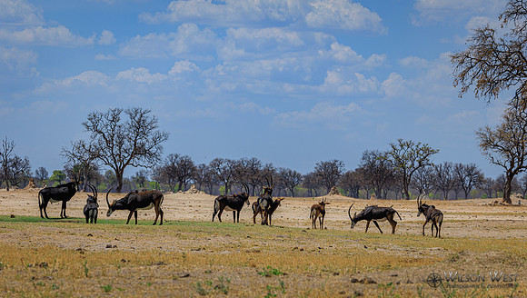 Sable Antelope