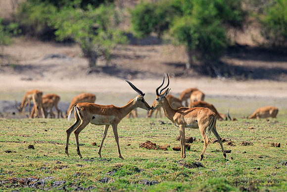 Impala