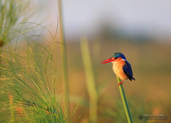 Malachite Kingfisher