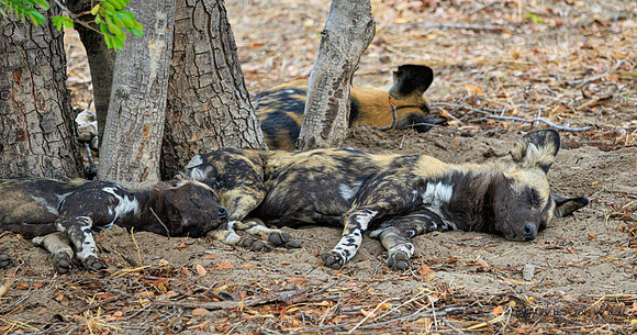 African Wild Dog