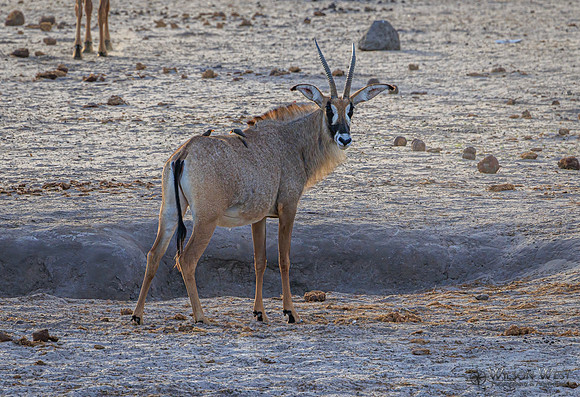 Roan Antelope